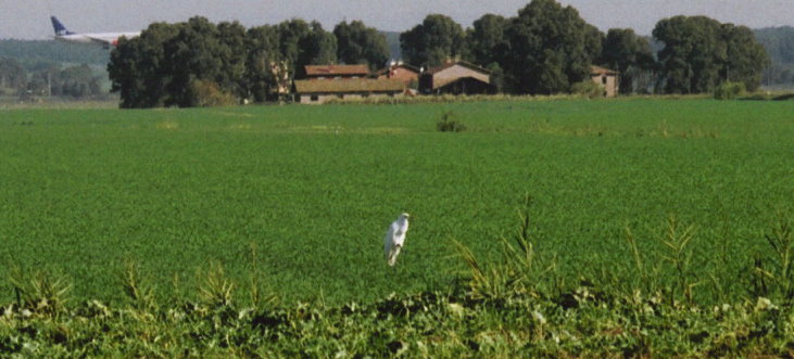 garzetta? airone bianco? booooo!!!